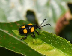 Lilioceris quadripustulata
