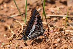 Charaxes saturnus saturnus
