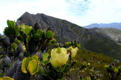 Leucadendron immoderatum