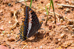 Charaxes saturnus saturnus