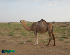 Camelus dromedarius