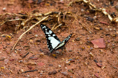 Graphium morania