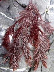 Odonthalia washingtoniensis