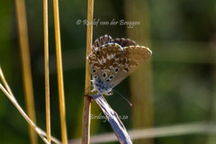 Lepidochrysops ketsi ketsi