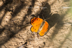 Lycaena clarki