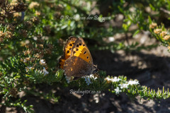 Lycaena clarki