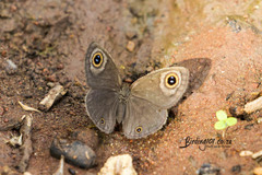 Ypthima asterope asterope