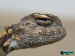 Phrynocephalus scutellatus