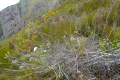 Leucadendron immoderatum