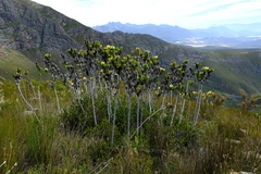 Leucadendron immoderatum