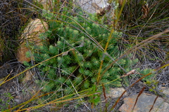 Leucadendron immoderatum