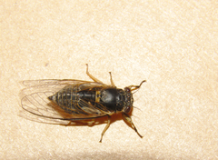 Myopsalta wollomombi