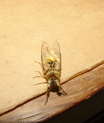 Myopsalta wollomombi