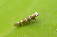Argyresthia trifasciata