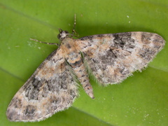 Eupithecia pulchellata