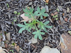 Lupinus hispanicus