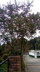 Phyllanthus salviifolius