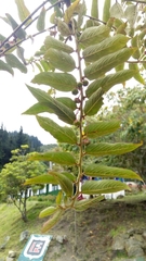 Phyllanthus salviifolius