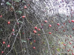 Rosa agrestis