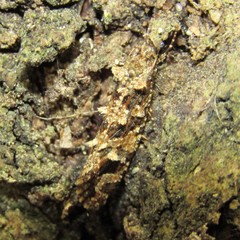 Lysiphragma epixyla