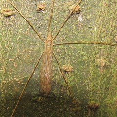 Austrolimnophila crassipes