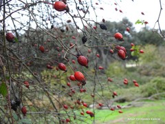 Rosa agrestis