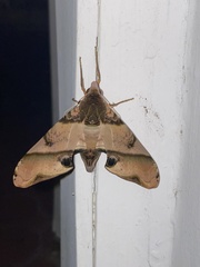 Amplypterus panopus