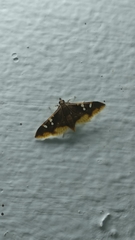 Prophantis