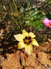 Romulea luteoflora