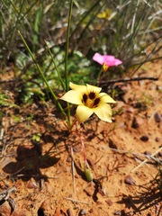 Romulea luteoflora