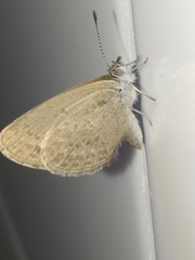 Zizina otis labradus