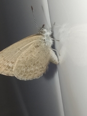 Zizina otis labradus