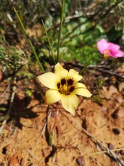 Romulea luteoflora
