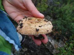 Lactarius tesquorum