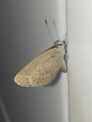 Zizina otis labradus