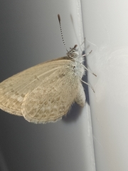 Zizina otis labradus