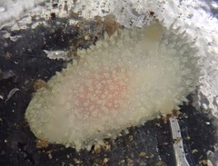 Acanthodoris