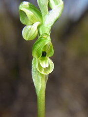 Pterostylis bicolor