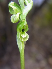 Pterostylis bicolor