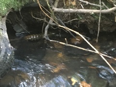 Euastacus