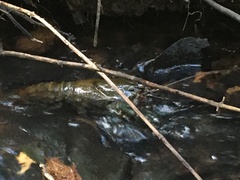 Euastacus