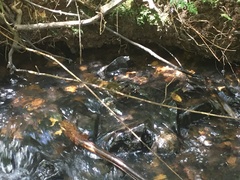 Euastacus