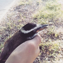 Pitangus sulphuratus