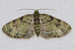 Chloroclystis neoconversa