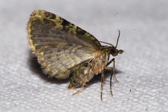 Chloroclystis neoconversa