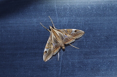 Agrioglypta fulguralis