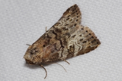 Bryophilina mollicula
