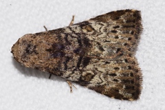 Bryophilina mollicula