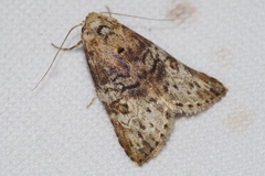 Bryophilina mollicula