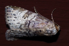 Bryophilina mollicula